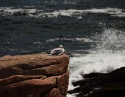 2025 New England 0970