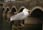 DSC01992