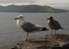 Irlanda 2013 3209