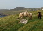 Irlanda 2013 3247