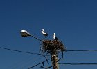 Romania Istanbul 2014 1630