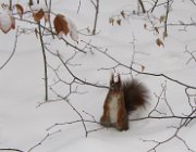 2003 2004 Praga CK Vienna 634