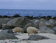 2003 Norvegia 175 filtered