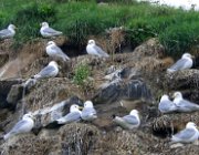 2003 Norvegia 181 filtered