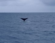 2003 Norvegia 192 filtered