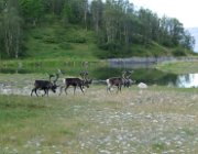 2003 Norvegia 205 filtered