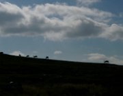 2003 Norvegia 211 filtered