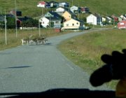 2003 Norvegia 215 filtered