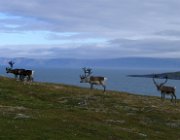 2003 Norvegia 229 filtered