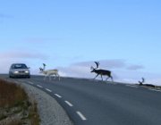 2003 Norvegia 230 filtered