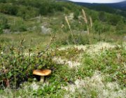 2003 Norvegia 258 filtered