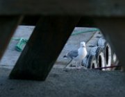 2004 Isole Lofoten 009