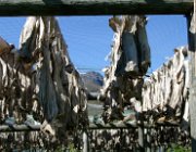 2004 Isole Lofoten 026