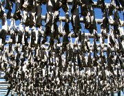 2004 Isole Lofoten 027