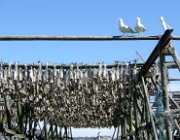 2004 Isole Lofoten 029