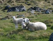 2004 Isole Lofoten 035