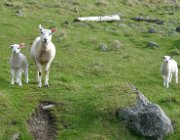 2004 Isole Lofoten 038