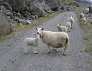 2004 Isole Lofoten 059