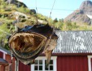 2004 Isole Lofoten 078