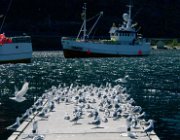 2004 Isole Lofoten 116