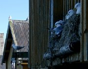 2004 Isole Lofoten 118