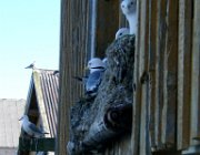 2004 Isole Lofoten 119