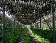 2004 Isole Lofoten 121