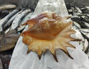 2025 2026 Oman 3249 6