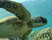 2025 2026 Oman 3369 01