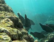 2025 2026 Oman 3369 02