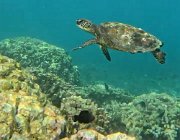 2025 2026 Oman 3369 03