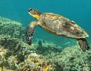 2025 2026 Oman 3369 04