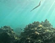 2025 2026 Oman 3369 06