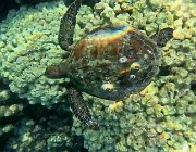 2025 2026 Oman 3369 07