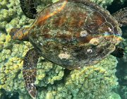 2025 2026 Oman 3369 08