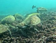 2025 2026 Oman 3369 09