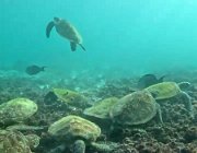 2025 2026 Oman 3369 10