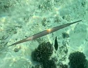 2025 2026 Oman 3369 11